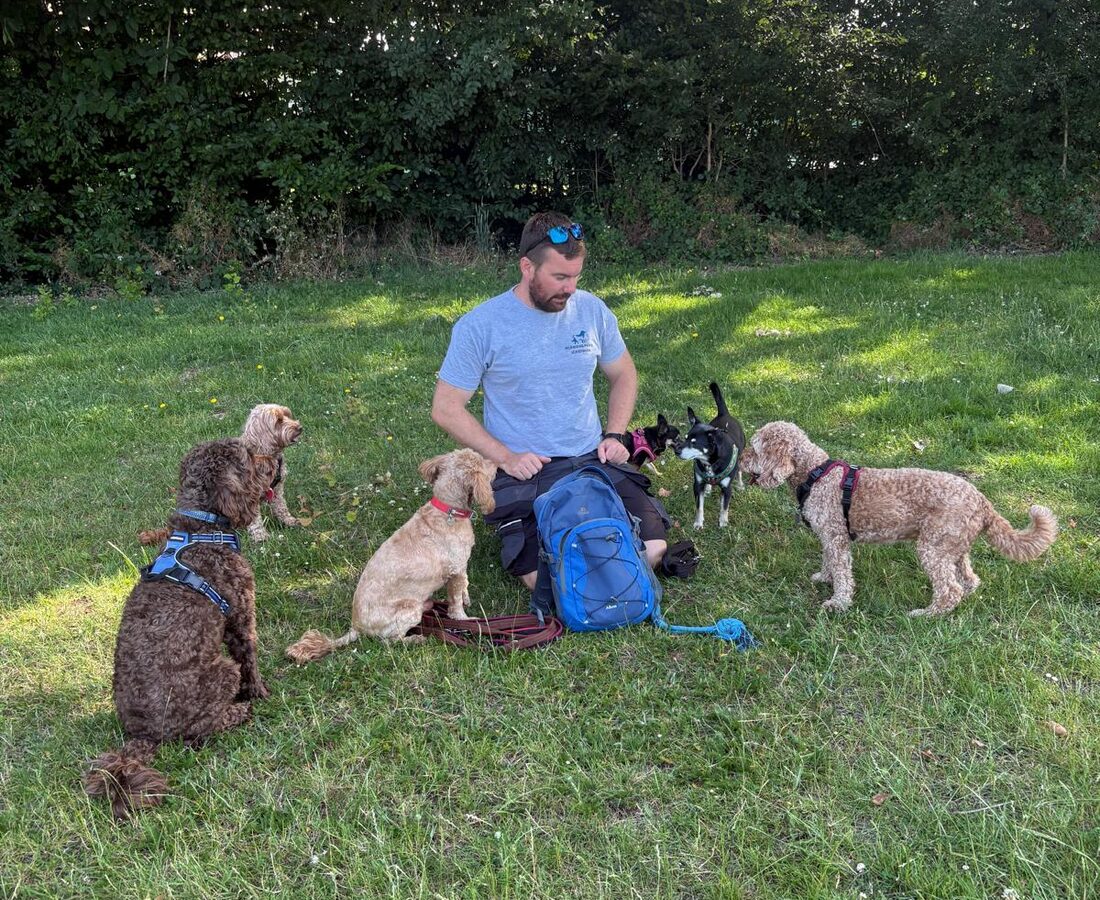 Rob surrounded by a settled group of dogs during their walk
