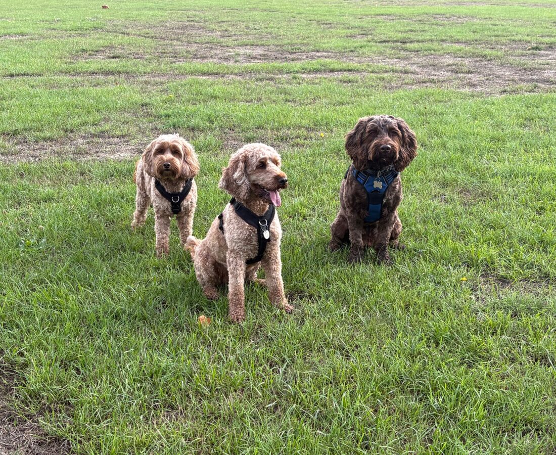 Three dogs enjoying their group walk together
